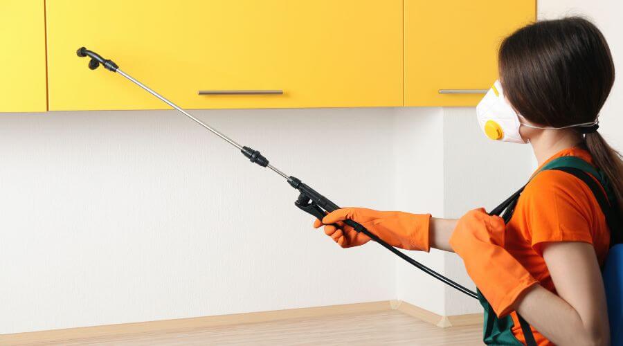 Why choose Camelot Mice Removal for mice removal in Camelot